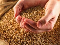 Директор школы предоставляла земельный участок за 50 тонн зерна в Грачевском районе