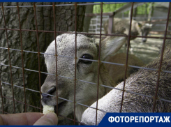 Покормить редких животных и прогуляться в прохладе предлагает на майские ставропольский зоопарк в парке Победы 