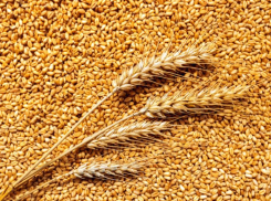 Ставропольские зерновые бизнесмены обвиняются в мошенничестве на 26,7 миллиона рублей