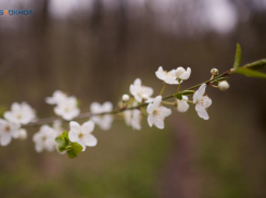 Туманная весна и температура до +19 градусов придут на Ставрополье в начале рабочей недели