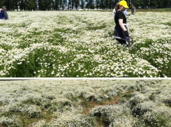Ставропольчан просят не вытаптывать поле лечебной ромашки ради красивых фотографий