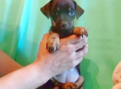 За кражу той-терьера мужчину посадили в колонию строгого режима на Ставрополье