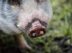 На Ставрополье «ЮгРосПром» из-за африканской чумы потерял более 42 миллионов рублей