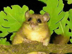 Сердитый бурундук закидал шелухой отдыхающих на природе под дубом на Ставрополье