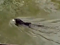 Забавная ондатра вызвала умиление отдыхающих и попала на видео в Пятигорске