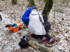 Дерево обрушилось на женщину в Ставрополе
