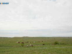 Карантин по бруцеллезу объявили в двух округах Ставрополья