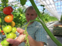 Почти 10 миллиардов рублей вложили в строительство первой очереди крупной теплицы на Ставрополье