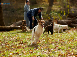 Возмутивший жителей Ставрополья закон об эвтаназии принят Госдумой в первом чтении 