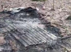 «Все было пропитано болью»: в Ставрополе массово сожгли собак в лесу — видео