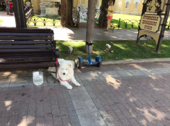 В Кисловодске животные стали способом незаконного заработка