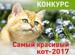 Завершается прием заявок на конкурс «Самый красивый кот-2017» 
