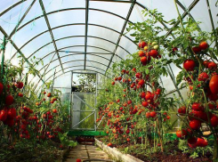 Десять тысяч тонн овощей планируют выращивать в теплицах на Ставрополье