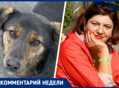 «Людей провоцируют на жестокую расправу»: зоозащитница о накалившейся ситуации между бездомными собаками и ставропольцами
