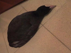 На улице Ставрополя нашли необычную птицу 