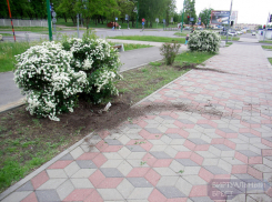 На Ставрополье воришка позарился на декоративные кустарники