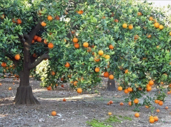 Китайские апельсины и японские спиреи появятся на улицах Пятигорска