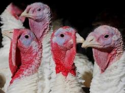 На Ставрополье начнут ежегодно реализовывать 4 тысячи тонн мяса индейки