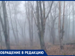 В Лермонтове собираются срубить три тысячи деревьев. Так ли это?