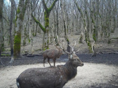 Пятнистого оленя сняла фотоловушка в одном из заказников на Ставрополье