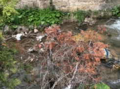 Реку Березовка в Кисловодске перекрывает «мусорная плотина» 