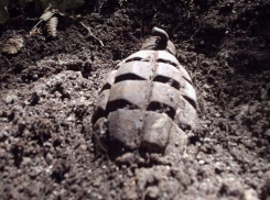 В Ставрополе нашли снаряд времен Великой Отечественной войны