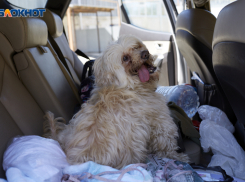 Нападения бродячих собак на людей в Ставропольском крае сократились на 15-20%