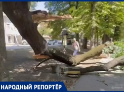 Ветка старинного дуба Льва Толстого обрушилась на тротуар в центре Ставрополя