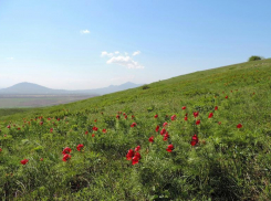 Ставрополье может больше никогда не увидеть узколистный пион