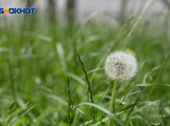 Жара до +37 и ливни растопят сердца ставропольцев 11 июня 