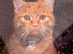 «Осень пришла»: дождливо и холодно будет в Ставрополе во вторник 