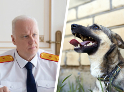 Александр Бастрыкин взял на контроль дело с нападением ротвейлера на мальчика в Ессентуках