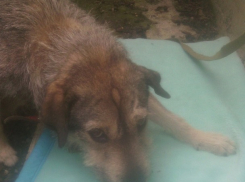 Более пятнадцати пуль всадили в собаку неизвестные на улице Невинномысска