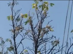 Цветение каштана в сентябре удивило жителей Ставрополя — видео