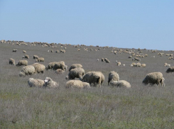 На Ставрополье производство баранины увеличилось в 2 раза 