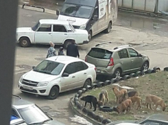 «Бросаются на всех»: стаи бездомных собак напугали жителей Михайловска и Ставрополя