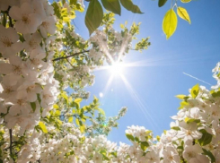 В среду в Ставрополе будет очень жарко
