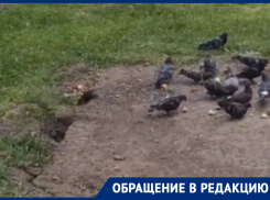 Центр Ставрополя заполонили крысы и голуби из-за сердобольности горожан