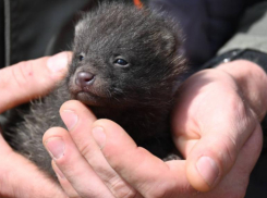 Детеныши енотовидных собак и еще нескольких животных появились в зоопарке Ставрополя 