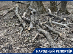 «Кто-то опять подрубает наш лес»: ставропольцы волнуются за Мамайское урочище