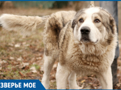 Пёс Добрыня хочет найти свой дом в Ставрополе