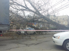 В Ставрополе на улице Голенева на «Форд» упало огромное дерево