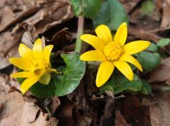 В Железноводске появились первоцветы