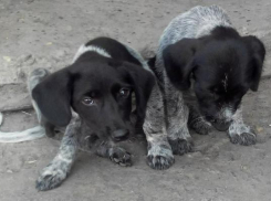 Неизвестный засунул трех щенков в мешок и оставил медленно умирать под палящим солнцем в Невинномысске