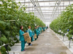120 гектаров новых теплиц будут увеличивать объем продукции на Ставрополье 
