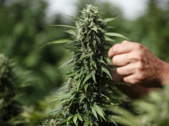 Ставропольчане попались полицейским во время сбора марихуаны