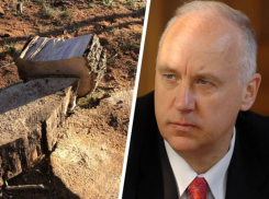 Местные жители Ставрополя написали обращение к Александру Бастрыкину из-за вырубки деревьев в Дубовой роще