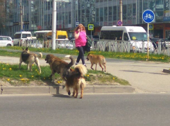 Бродячие собаки терроризируют жителей улицы в центре Ставрополя