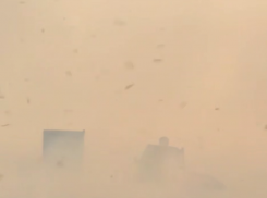 Гигантский пожар охватил 120 гектаров пшеницы на Ставрополье и попал на видео 