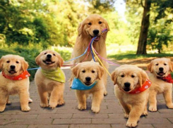 Питомник для собак построят в Кисловодске